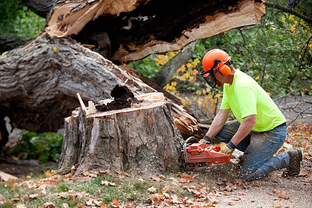 Best Tree Risk Assessment  in Cloverly, MD