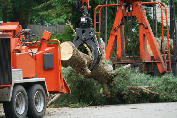 Best Root Management and Removal  in Cloverly, MD