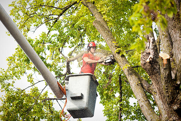 Best Tree Health Inspection  in Cloverly, MD