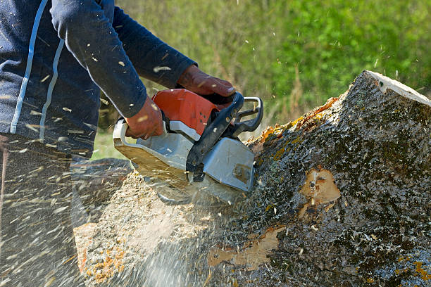 Best Tree Maintenance Programs  in Cloverly, MD
