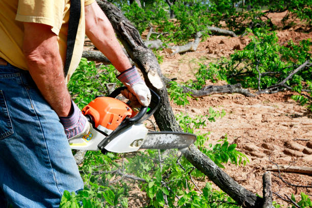 Best Storm Damage Tree Cleanup  in Cloverly, MD